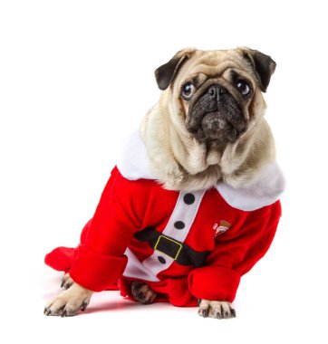Pug beyaz arka planda Noel Baba kostümü giyiyor.