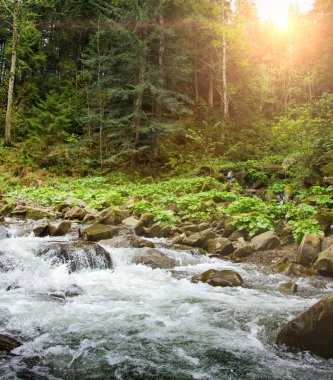 Orman taşlarındaki nehir