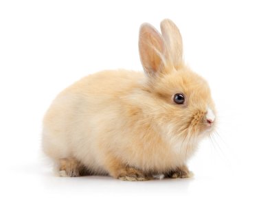 Beyaz arka planda turuncu rabbit bebek