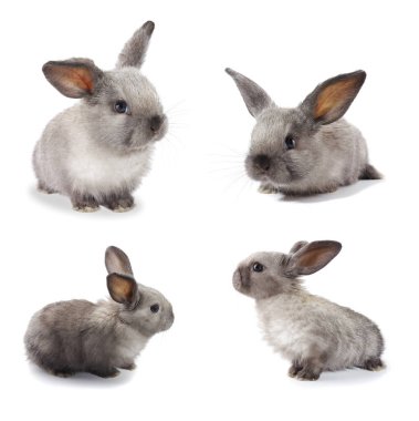 Beyaz arka planda gri tavşan 