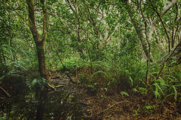 Land Des Tropischen Dschungels Hintergrund Der Reise — Stockfoto
