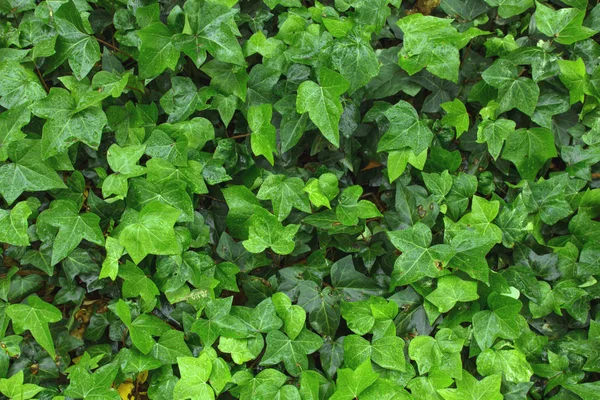 Wall Green Ivy Leaves Background Texture Hedera Helix — Stock Photo, Image