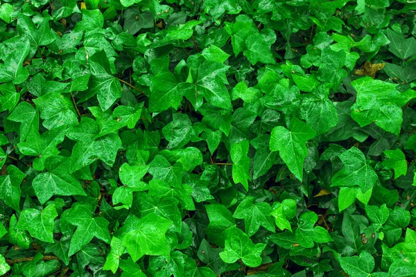 Leaves Ivy Covering Wall — Stock Photo, Image