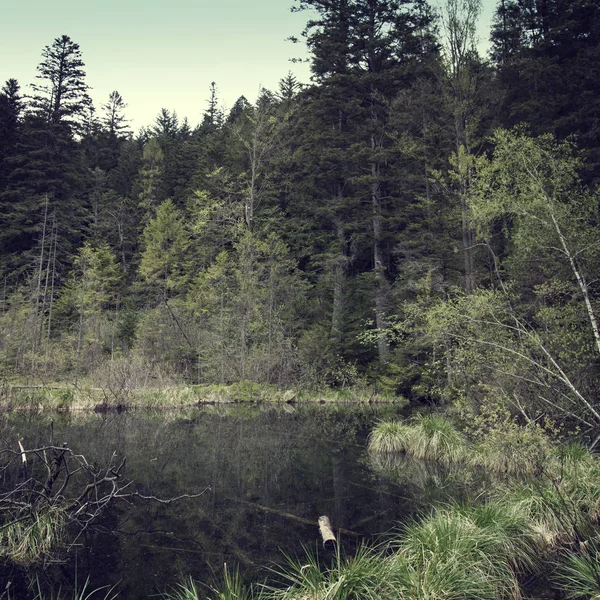 Skog Träsk Scen Närbild — Stockfoto