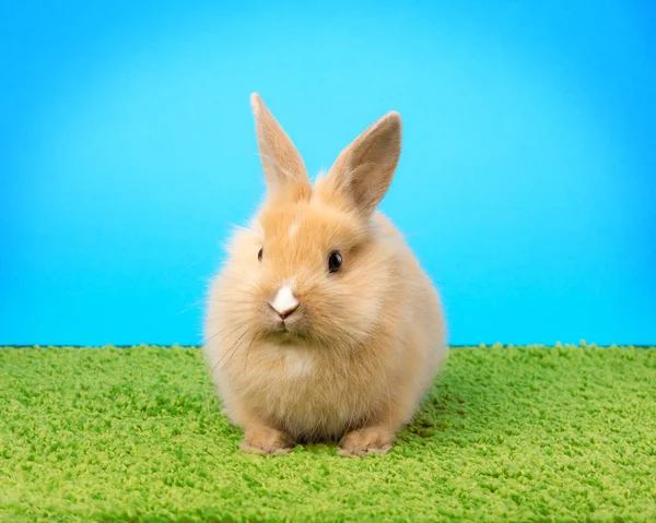 Red Bunny Rabbit Portrait Grass Background — Stock Photo, Image
