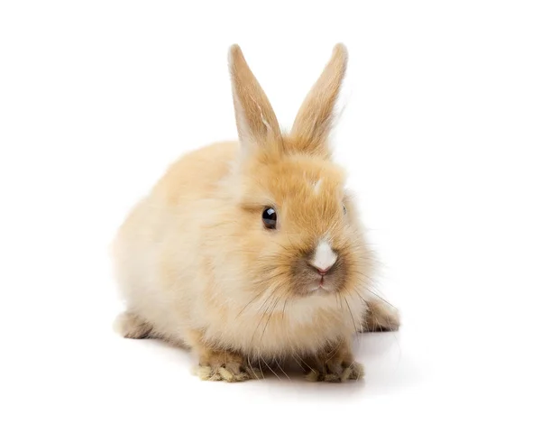 Красный Кролик Портрет Белом Фоне — стоковое фото