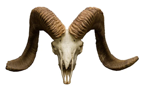 白い背景のヤギの頭蓋骨 — ストック写真