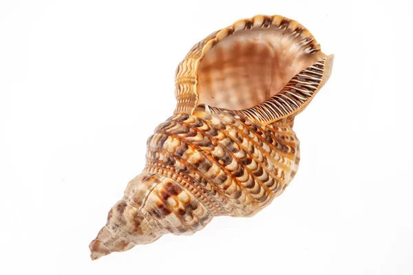 Big Sea Shell Isolated Studio Background — Stock Photo, Image