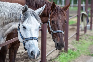 İki at çiftlikte ahır