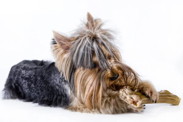 Cão pequeno e osso grande — Fotografia de Stock