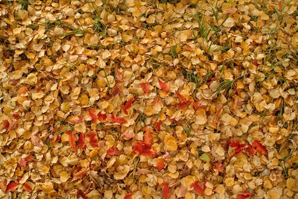 Gele herfstbladeren Stockfoto