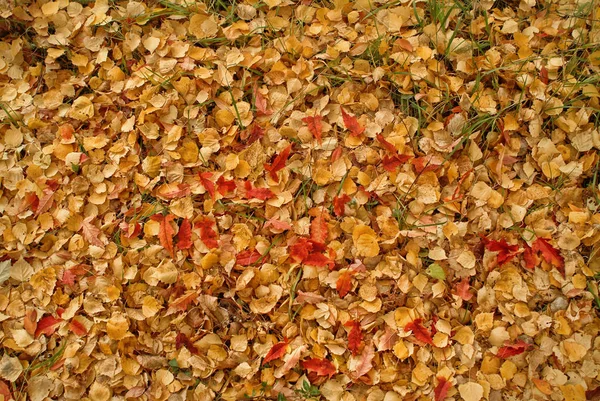 Gele herfstbladeren Stockfoto