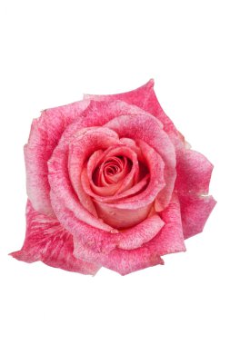 Çiçekli Composityion