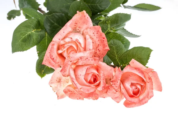 Roze rozen — Stockfoto