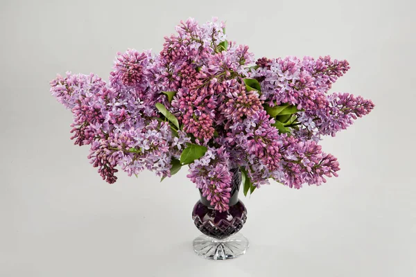 Flowers — Stock Photo, Image