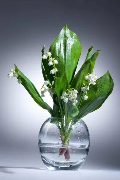 Giglio della valle — Foto Stock