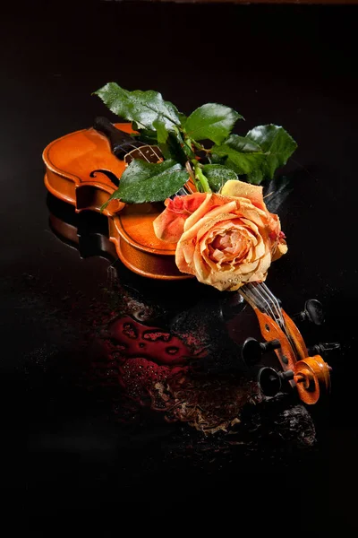 Роза и скрипка — стоковое фото
