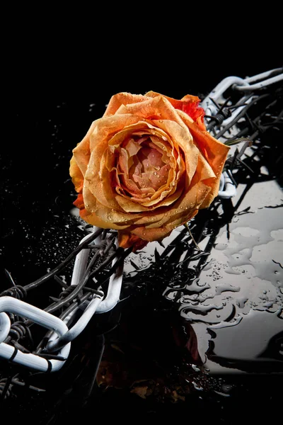 Rose, Chain And Barbed Wire — Stock Photo, Image