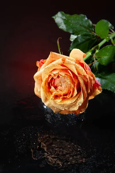孤独的玫瑰 — 图库照片