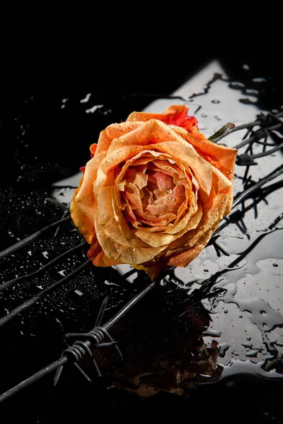 Rose, Chain And Barbed Wire — Stock Photo, Image