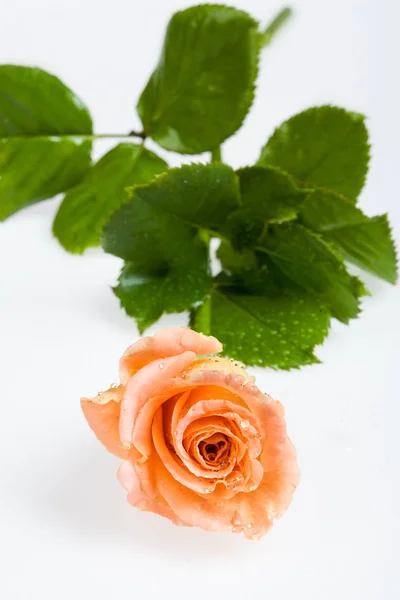 Flowers — Stock Photo, Image