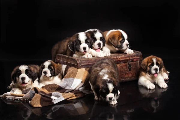 Little Bernard Puppies Een Zwarte Studio Achtergrond — Stockfoto