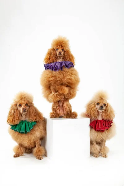 Três Poodles Treinados Fundo Estúdio Isolado — Fotografia de Stock