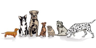 satır yedi oturma köpeklerde
