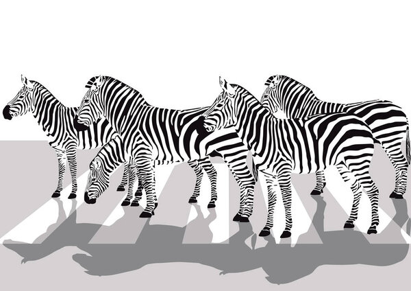 Zebras on the crosswalk, Illustration