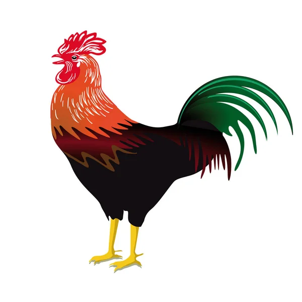 Proud Colorful Rooster Isolated Illustration — Stock Vector