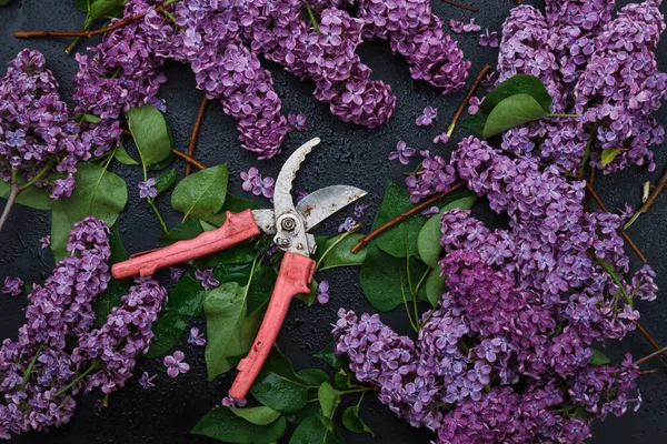 Bouquet de lilas violets et taille-mains sur fond noir — Photo