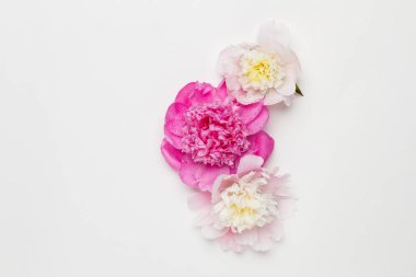 Beyaz zemin üzerinde üç ıslak peonies. Üstten görünüm