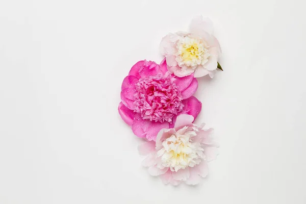 Three wet peonies on a white background. Top view