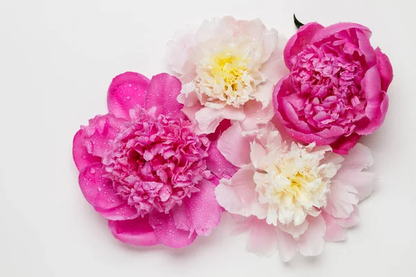 Four peonies on a white background. Top view