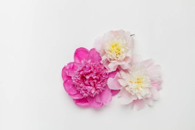 Beyaz zemin üzerinde üç ıslak peonies. Üstten görünüm