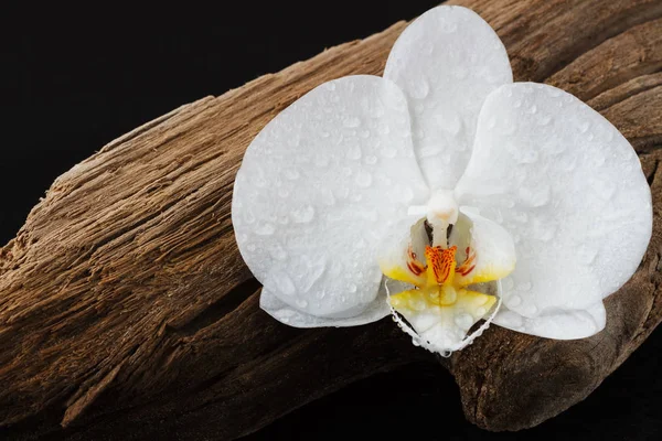 Kwiat Orchidei Phalaenopsis Kawałek Drewna Czarnym Tle — Zdjęcie stockowe