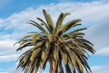 Mavi gökyüzü arka planında tek palmiye ağacı