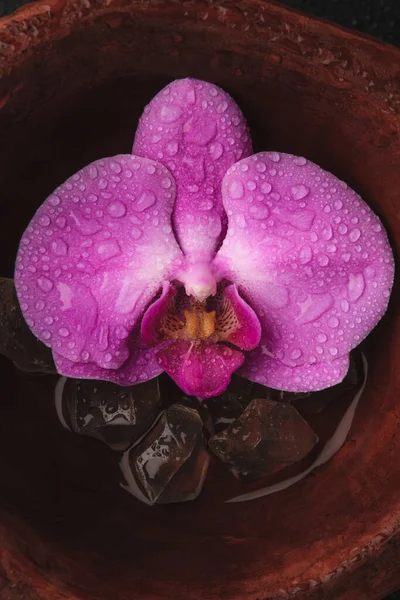 Pink Orchid Phalaenopsis Flower Bowl Water Top View — Stock Photo, Image
