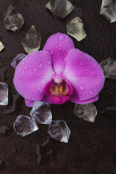 在生锈的背景上 湿润的粉红色兰花和水晶 顶部视图 — 图库照片