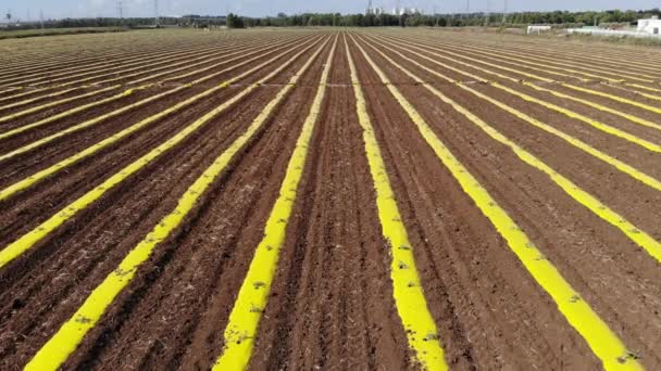 Campo Con Camas Repollo Cubierto Con Una Película Nylon Amarillo — Vídeos de Stock