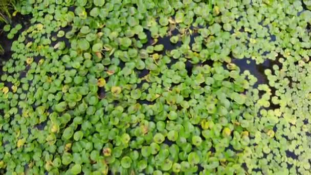 Lagoa Artificial Com Plantas Aquáticas Peixes Decorativos Jardim — Vídeo de Stock