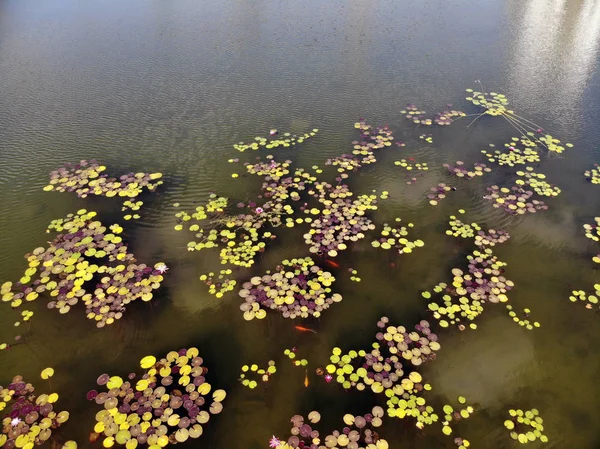 Estanque Artificial Con Peces Decorativos Flores Agua Ecko Park Hadera — Foto de Stock