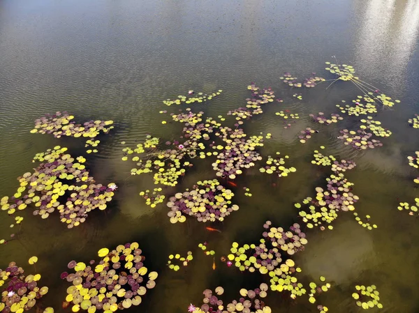 Étang Artificiel Avec Des Poissons Décoratifs Des Fleurs Eau Dans — Photo