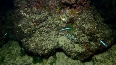 Gece maskeleme yeteneği, zehirli sivri yüzgeçleri, küçük vücut büyüklüğü ve şifa et bu balık gerçekten özel yapmak