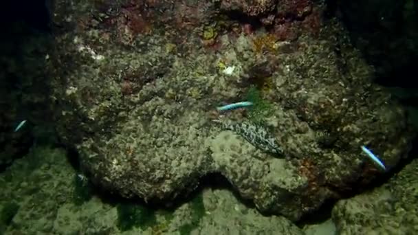 La capacité à masquer la nuit, les pointes toxiques sur les nageoires, la petite taille du corps et la viande cicatrisante rendent ce poisson vraiment spécial 