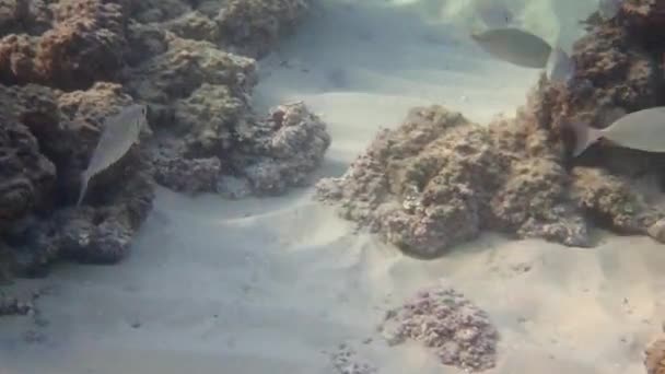 Оседлый Морской Поток Называемый Лещ Седло Обладе Является Видом Рыб — стоковое видео