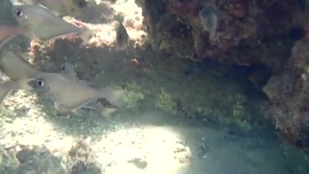 Flock Fish Vanikoro Sweeper Inhabits Small Rocky Reefs Mediterranean Sea — Stock Video