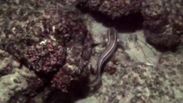 从红海到地中海的有毒海鲶鱼移民在 Hadera 以色列的海滩上 — 图库视频影像