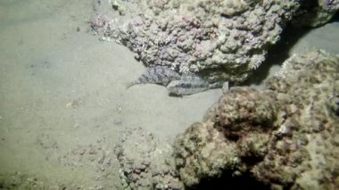 Akdeniz Balık Aras mermer cigarability gece maskeleme için sakini, zehirli sivri yüzgeçleri, küçük vücut büyüklüğü ve şifa et bu balık gerçekten özel yapmak