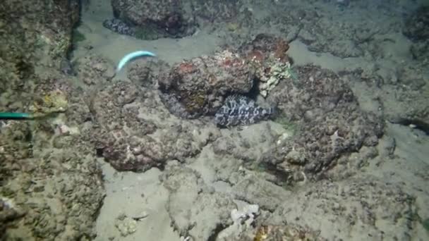 Habitante Del Mar Mediterráneo Pescado Aras Cigarro Mármol Capacidad Enmascaramiento — Vídeo de stock